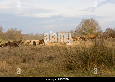 Rehe grasen auf einer Anhöhe im Richmond Park in der Sonne am Abend Stockfoto