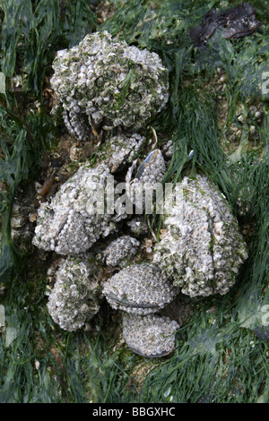 Barnacle verkrusteten gemeinsame Miesmuscheln Mytilus Edulis auf einem Felsen in New Brighton, Wallasey, The Wirral, Merseyside, Großbritannien Stockfoto