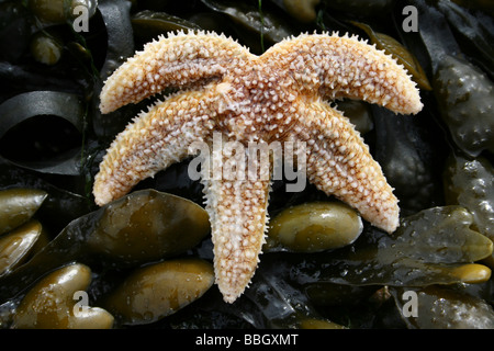 Gemeinsamen Seesterne Asterias Rubens auf A Spiral Wrack Fucus Spiralis bedeckte Felsen in New Brighton, The Wirral, Merseyside, Großbritannien Stockfoto