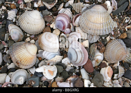 Gemeinsamen Herzmuschel Cerastoderma Edule und baltischen Tellin Macoma Balthica Shells On the Beach in Wirral Landschaftspark, Merseyside, UK Stockfoto