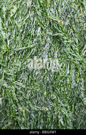 Gutweed Enteromorpha Intestinalis Felsen Deckung in New Brighton, Wallasey, The Wirral, Merseyside, UK Stockfoto