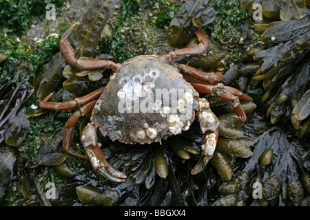 Gemeinsamen Shore Crab Carcinus Maenas auf Spiral Wrack Fucus Spiralis bedeckte Felsen Taken in New Brighton, The Wirral, Merseyside, Großbritannien Stockfoto