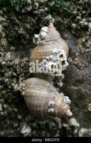 Zwei Hund Wellhornschnecken Nucella Lapilli Attached an Felsen in New Brighton, The Wirral, Merseyside, Großbritannien Stockfoto