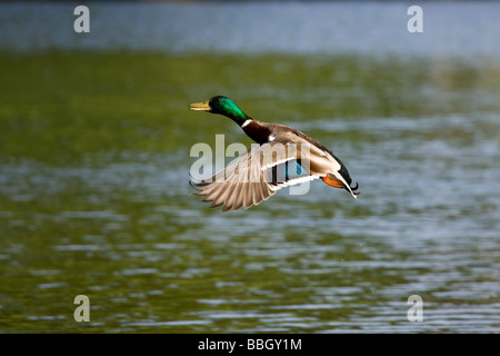 Stockente. Ente. im Flug Stockfoto