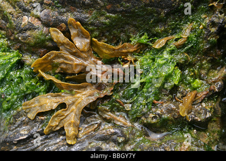 Braune Algen und Gutweed Enteromorpha Intestinalis am Meeresufer Felsen. Aufgenommen in New Brighton, Wirral, Merseyside, Großbritannien Stockfoto