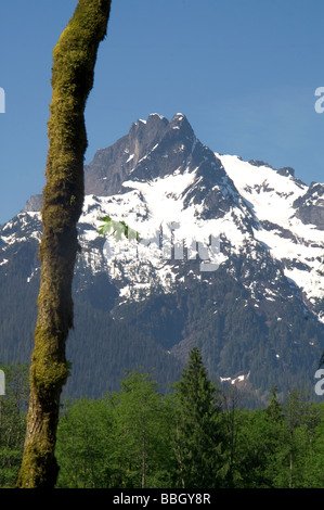 Schroffe Berggipfel mit Moos bedeckt Baum im Vordergrund Stockfoto