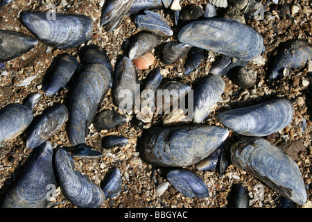 Gemeinsame (aka blau) Miesmuschel Mytilus Edulis Schalen liegend On The Beach am Hilbre Island, The Wirral, Merseyside, UK Stockfoto