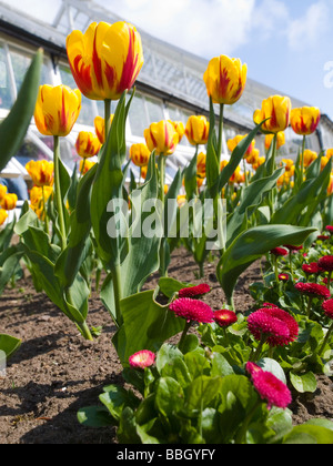 Nahaufnahme von ziemlich rote und gelbe Tulpen. Stockfoto