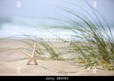 Seestern in Sand mit Wind geblasen Rasen im Hintergrund Stockfoto