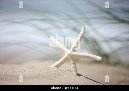 Seestern in Sand mit Wind geblasen Rasen im Hintergrund Stockfoto