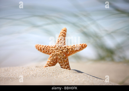 Seestern in Sand mit Wind geblasen Rasen im Hintergrund Stockfoto