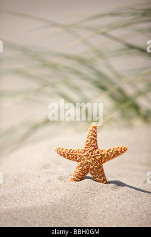 Seestern in Sand mit Wind geblasen Rasen im Hintergrund Stockfoto