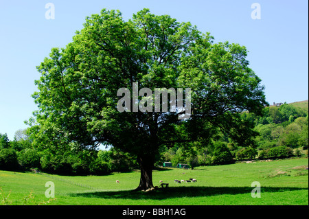 Europäische Esche (Fraxinus Excelsior) gegen blauen Himmel Stockfoto