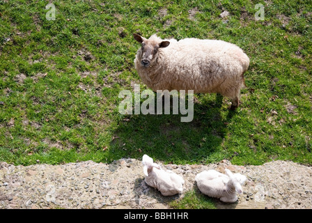 Mutter Schafe & ihr zwei Lämmer Stockfoto