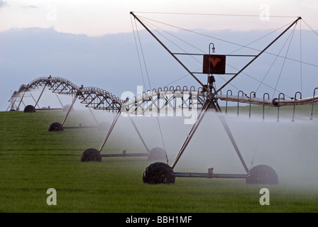 Mitte Drehpunkt Präzision Spray Bewässerungssystem Bewässerung Weizen Ernte, Hollesley, Suffolk, UK. Stockfoto