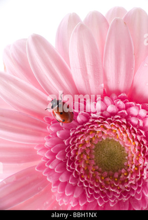 kleine rote Marienkäfer auf Blume Stockfoto