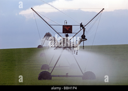 Mitte Drehpunkt Präzision Spray Bewässerungssystem Bewässerung Weizen Ernte, Hollesley, Suffolk, UK. Stockfoto