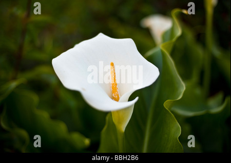 Soft close up Portrait of Calla lily Stockfoto