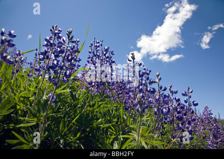 Wilde mehrjährige Lupinen Lupinus Perennis in Rock Point Black Canyon des Gunnison National Park Colorado USA Stockfoto