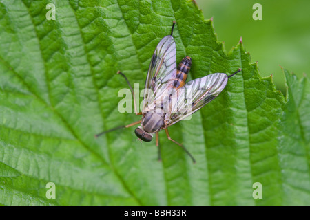 Snipe-Fly Rhagio Scolopacea Erwachsene thront auf einem Blatt Stockfoto