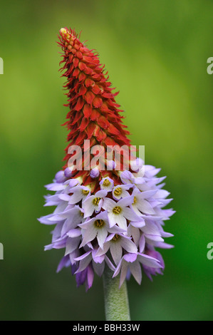 Glühenden Poker Primel (Primula Vialii) Stockfoto