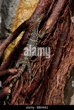 Überwachen Sie Eidechse (Varanus Niloticus) Baby Klettern auf Baumwurzeln Pangkor Laut Insel Malaysia Stockfoto