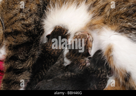 Wurf von Kätzchen, die Fütterung von ihrer Mutter Close Up Stockfoto