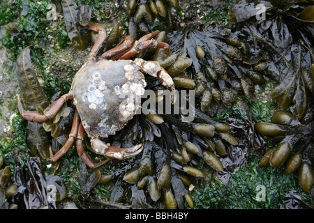 Gemeinsamen Shore Crab Carcinus Maenas auf Spiral Wrack Fucus Spiralis bedeckte Felsen Taken in New Brighton, The Wirral, Merseyside, Großbritannien Stockfoto