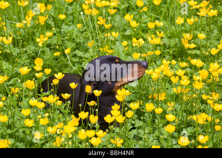 Verlegung in ein Feld von Butterblumen Zwergdackel Stockfoto