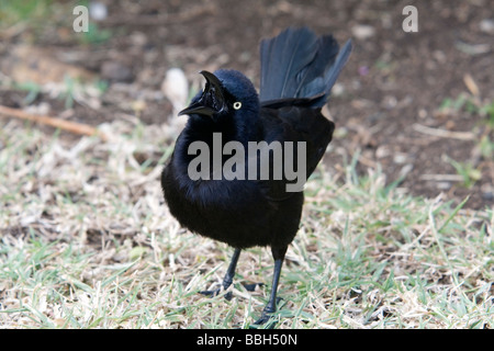 Carib Grackle (Quiscalus Lugubris) - Lied und Anzeige von diesem gesellig Black Bird. Stockfoto