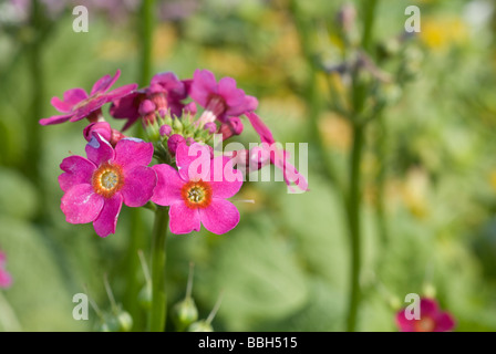 Japanische Zweiminuten Primula Japonica 'Millers Crimson', Primulaceae Stockfoto