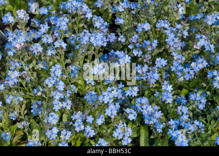 Telekie Brunnera, sibirischen Bugloss (Brunnera Macrophylla 'Jack Frost'), Boraginaceae Stockfoto