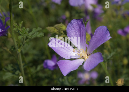 Hibiskus blau (Alyogyne Huegelii), Malvaceae Stockfoto