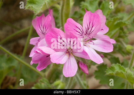 Pelargonien, Capitatum, (Wild, Geranie, Rose, duftend, Geranie), Geraniaceae Stockfoto