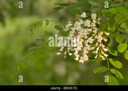 Black Locust Tree, Robinia Pseudoacacia, Fabaceae, Insugherata Park, Rom, Latium, Italien Stockfoto