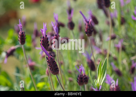 Wilde Lavanda Lavandula Stoechas 'Papillon' Lamiaceae Stockfoto