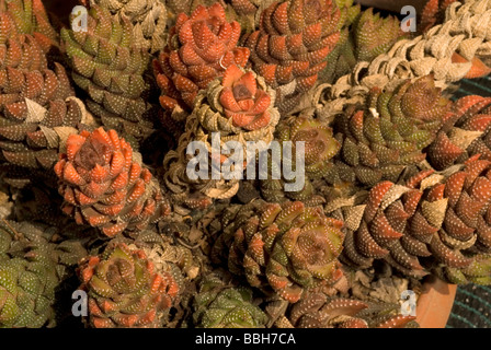 Haworthia Reinwardii, Liliacee, Südafrika Stockfoto