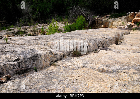 Kalkstein-Oberflächen in Texas Hill Country, USA bemängelt. Stockfoto