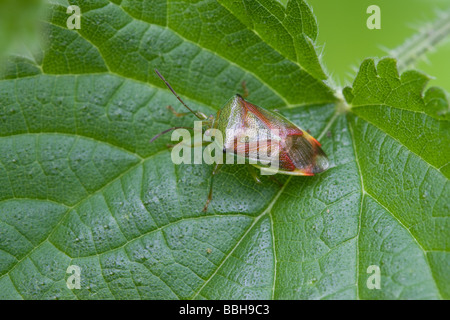 Weißdorn Shield Bug Acanthosoma Haemorrhoidale ruht auf einem Brennnessel-Blatt Stockfoto