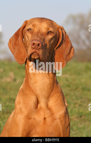 Magyar Vizsla, portrait Stockfoto