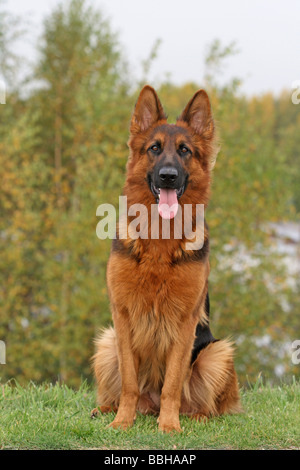 Der alte Schäferhund, langhaariger Deutscher Schäferhund, sitzt auf einer Wiese Stockfoto