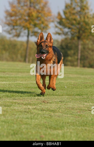 Alt Deutscher Schäferhund, Langhaar Schäferhund, durchläuft eine Wiese Stockfoto