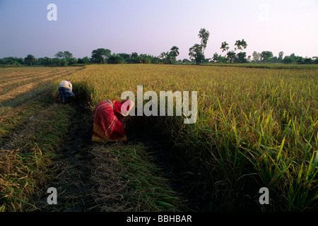 Indien, Westbengalen, Sunderbans, Reisbauern Stockfoto