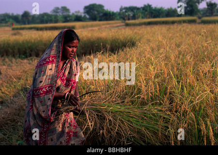 Indien, Westbengalen, Sunderbans, Reisernten-Bauern Stockfoto