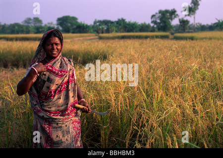 Indien, Westbengalen, Sunderbans, Reisernte Stockfoto