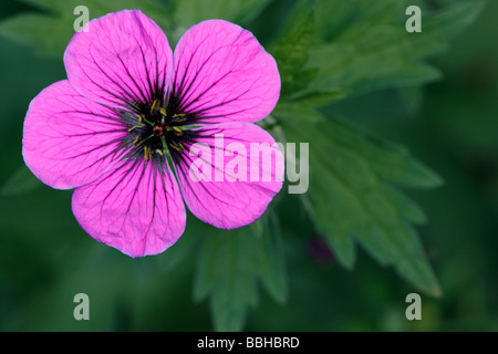 Geranium Psilostemon armenischer Storchschnabel Stockfoto