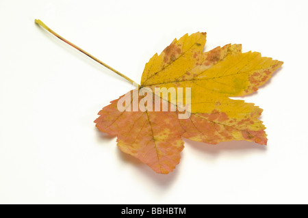 Bergahorn (Acer Pseudoplatanus), Blatt in Herbstfarben Stockfoto