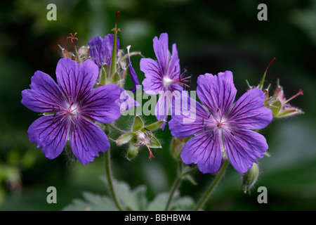 Geranium X magnificum Storchschnabel Stockfoto