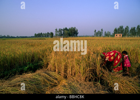 Indien, Westbengalen, Sunderbans, Reisernte Stockfoto