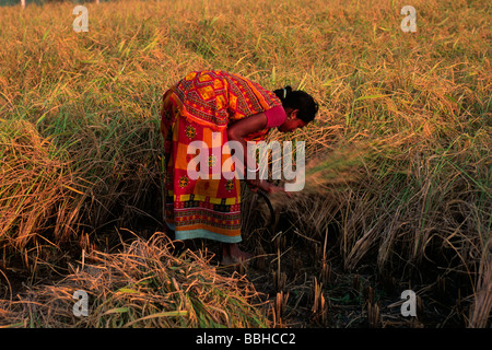 Indien, Westbengalen, Sunderbans, Reisernte Stockfoto